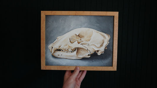 The Bear Skull